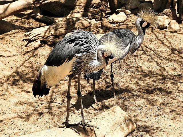 Bioparc Fuengirola