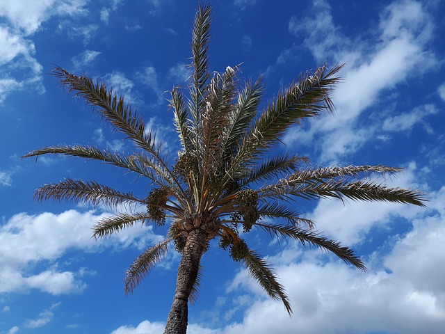 plamboom in Spanje