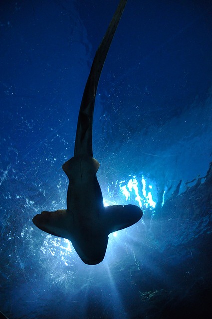 Sea life benalmadena